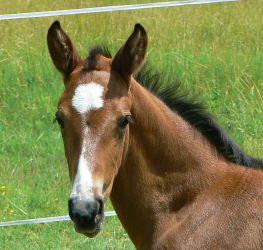 Equest Balou Belle