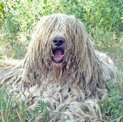 Komondor